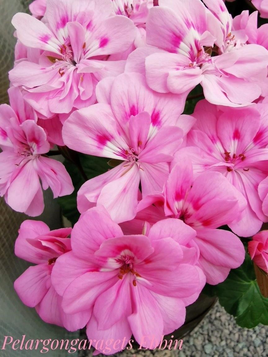 Pelargongaragets Ebbin