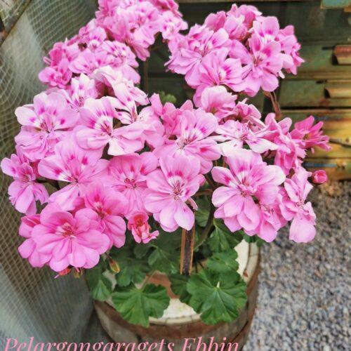 Pelargongaragets Ebbin