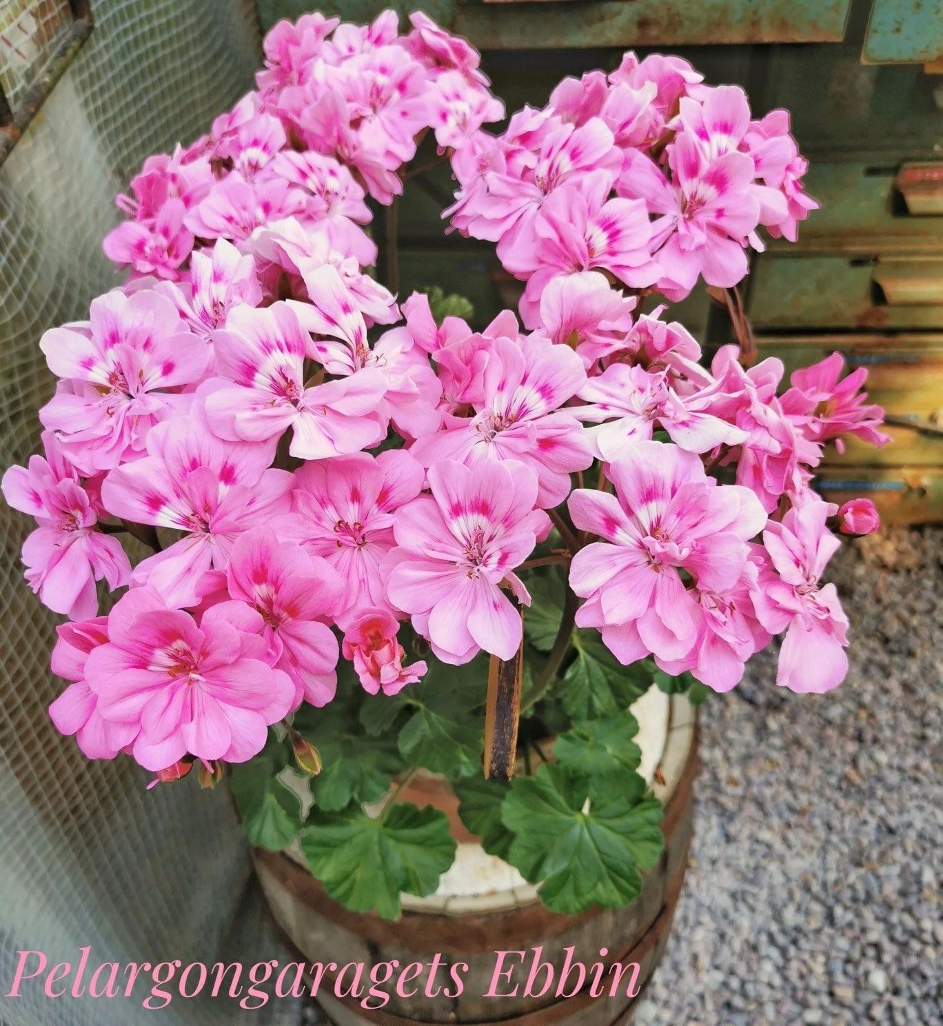 Pelargongaragets Ebbin