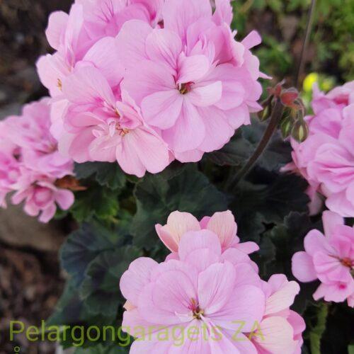 Pelargongaragets Asa