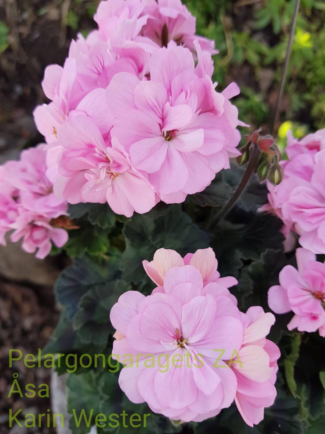 Pelargongaragets Asa