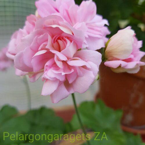 Pelargongaragets Christina