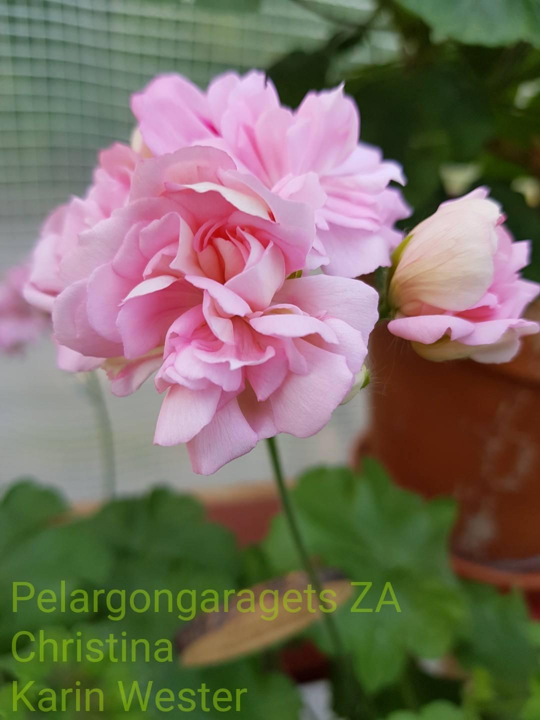Pelargongaragets Christina