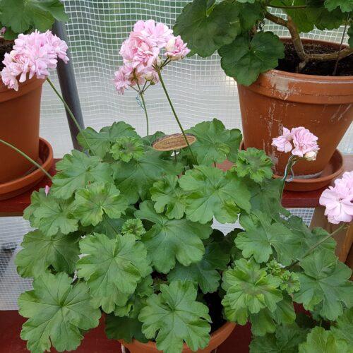 Pelargongaragets Christina