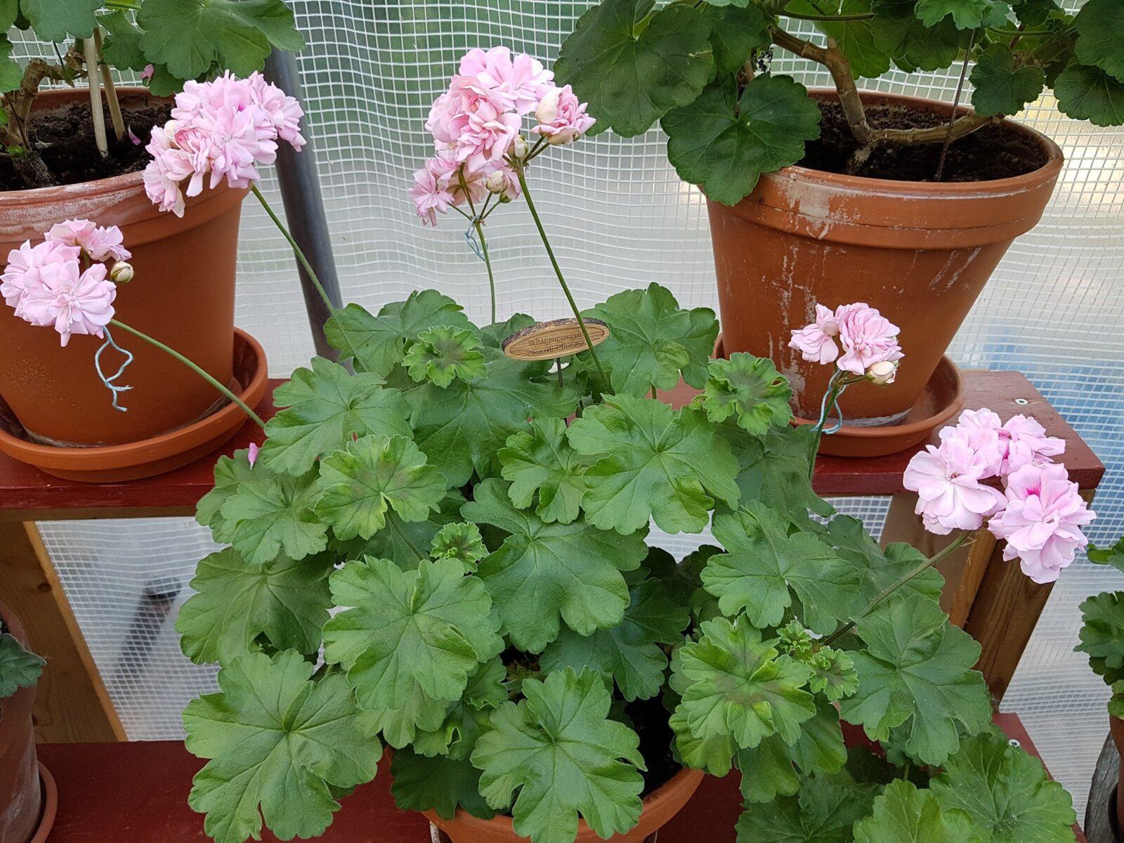 Pelargongaragets Christina