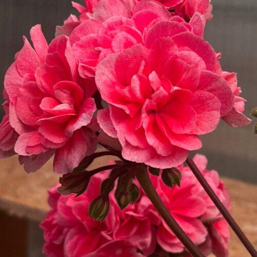 Ирида Арбузный Фреш