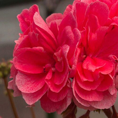 Ирида Арбузный Фреш