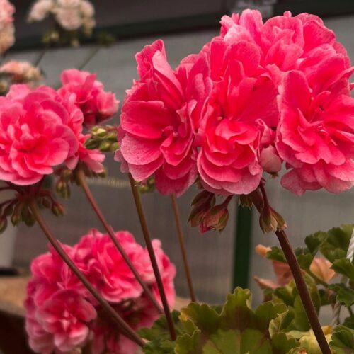 Ирида Арбузный Фреш