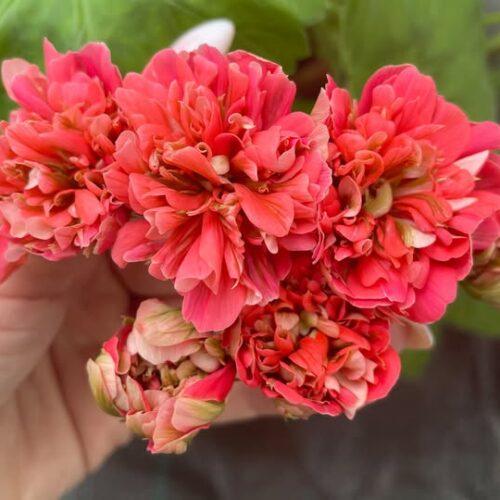 ЛиА Маринель