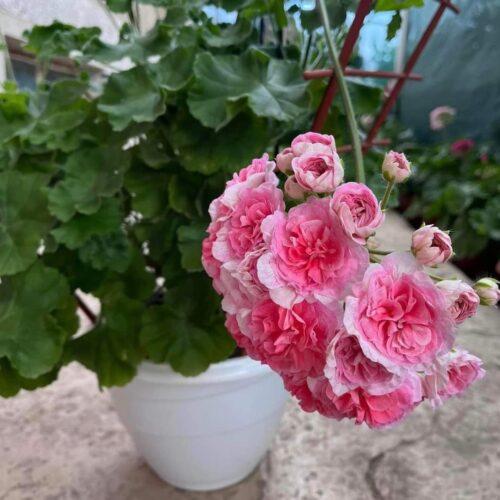 TS Flamingo (ТС Фламинго)