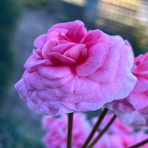 TS Flamingo (ТС Фламинго)