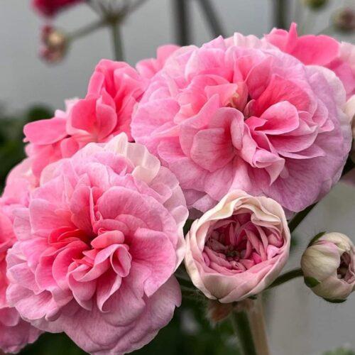 TS Flamingo (ТС Фламинго)