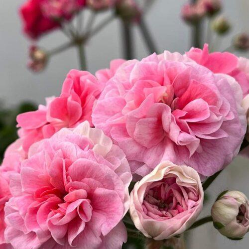 TS Flamingo (ТС Фламинго)