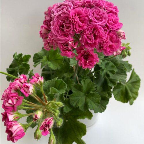 Ю Мерлезон 1