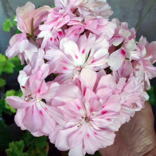 Pelargongaragets Denise