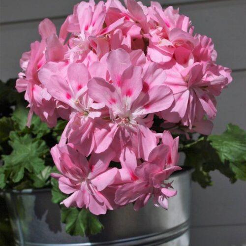 Pelargongaragets Denise