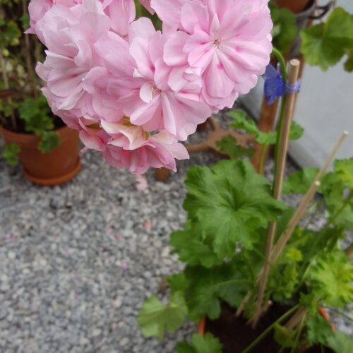 Pelargongaragets Denise