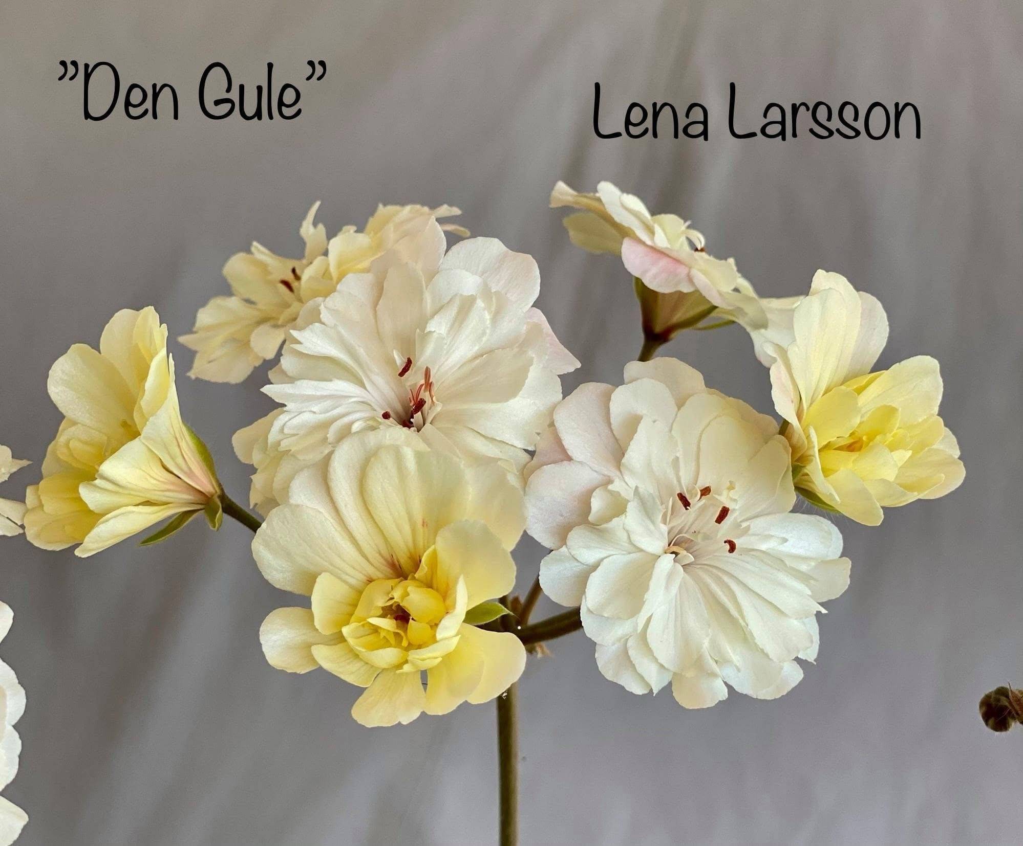 Den Gule