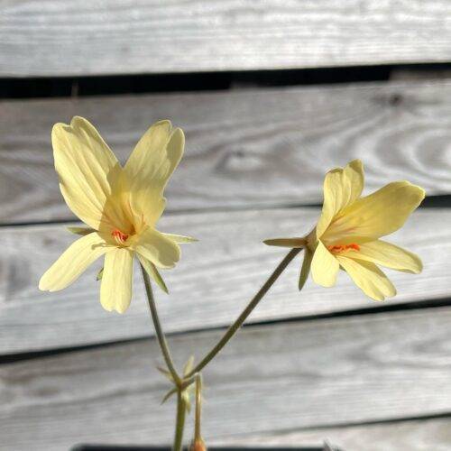 Pelargonium articulatum
