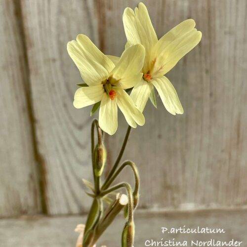 Pelargonium articulatum