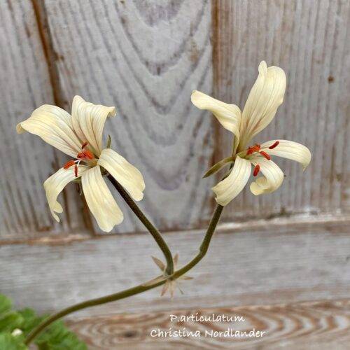 Pelargonium articulatum