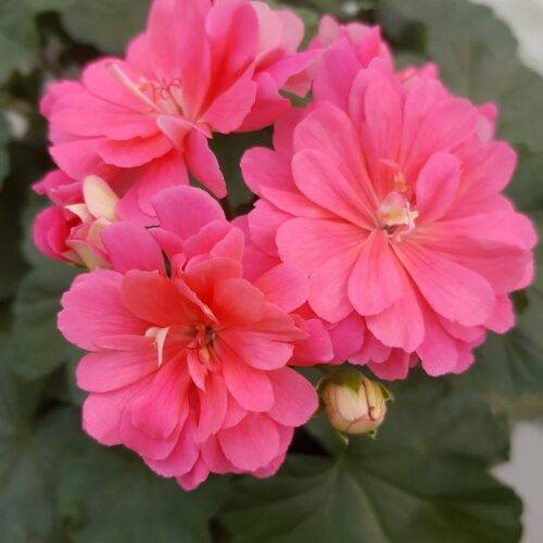 Pelargongaragets Cecilia