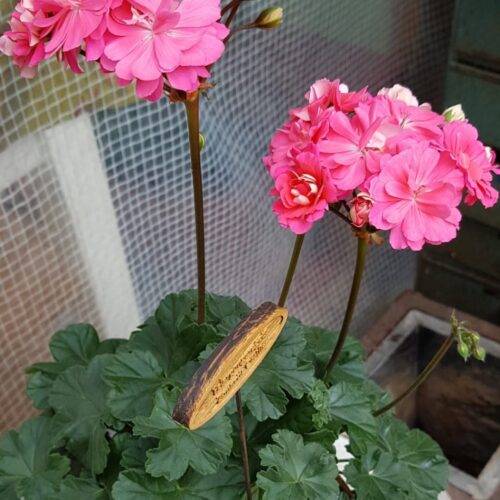 Pelargongaragets Cecilia