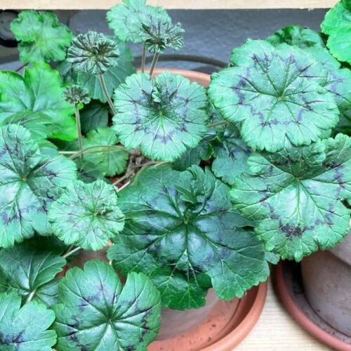 Pelargonium articulatum